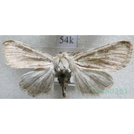 Orthosia cruda (Denis & Schiffermüller, 1775) Przegibka dębica Belgium54k